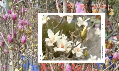 Chợ hoa Quảng Bá năm nay: Một loại hoa mới chiếm sóng, giá lên đến tiền triệu nhưng khách chốt mua chỉ trong nốt nhạc