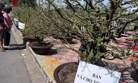 Tết này, cho thuê mai không còn “hốt bạc”