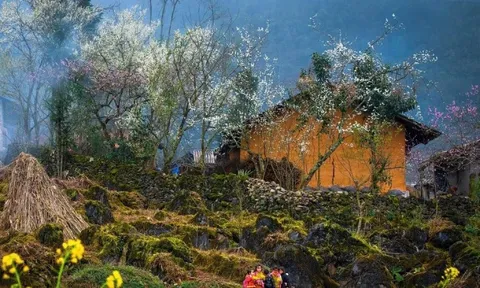 Lạc bước giữa những màu hoa sặc sỡ ở cao nguyên Đồng Văn