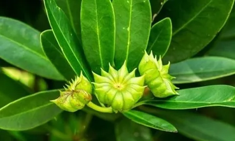 Việt Nam vừa xuất khẩu hơn 1.000 tấn hoa từ cây ‘bạc tỷ’: Thu về hơn 4 triệu USD, doanh nghiệp nào đóng góp lớn nhất?