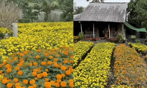 Tết trong khu vườn 3.000m2 ở miền Tây: Hoa nở rộ khắp vườn, gia chủ chăm chút từng khóm hoa từ 2 tháng trước