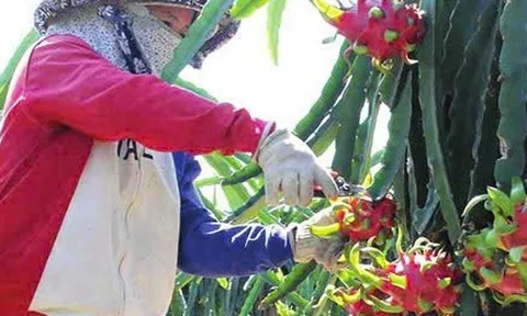 Thanh long Tây Ninh ngày Tết "ngọt" nhưng vẫn nặng nỗi lo
