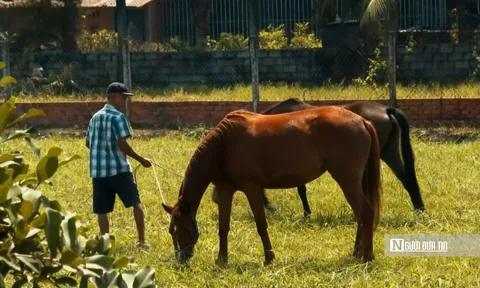 “Thủ phủ ngựa đua” miền Nam một thời giờ ra sao?