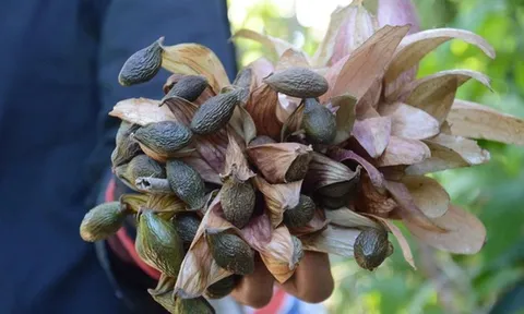 Loại hạt xưa rụng đầy gốc không ai "ngó", giờ thành đặc sản giá 300.000 đồng/kg