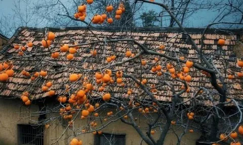 3 loại cây trồng năm Bính Ngọ mang lộc vào nhà, là thuốc dùng quanh năm