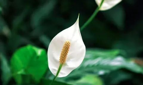 Cây lan ý “rất sợ” vị trí này trong nhà, biết tránh thì cây bung hoa rực rỡ, xanh tốt quanh năm