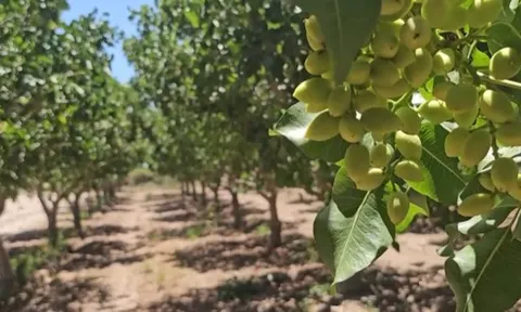 Đắt hơn sầu riêng, một loại nông sản của Việt Nam bất ngờ xuất khẩu bùng nổ ngay đầu năm