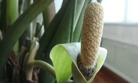 3 cây nở hoa là phúc lộc song hành, vận đỏ ghé thăm: Chúc mừng nhà nào sở hữu