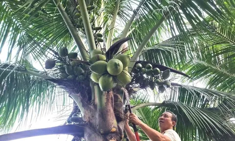 Từng trắng tay vì cà phê, lão nông 70 tuổi "đổi vận" lãi nửa tỷ mỗi năm từ 6 triệu đồng vốn vay ngân hàng