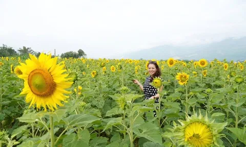 'Phát sốt' với cánh đồng hoa hướng dương rộng hơn 1,3 hecta ở Đà Nẵng