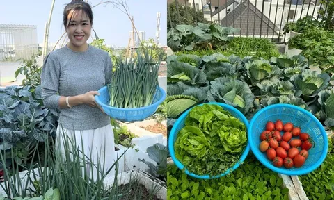 Mẹ đảm Hà Nội biến sân thượng tầng 5 thành "ốc đảo" rau trái xanh mướt