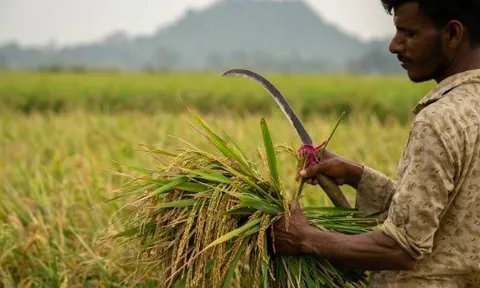 Hơn 3.000 container gạo mắc kẹt tại các cảng, một quốc gia châu Á kêu gọi hỗ trợ từ chính phủ