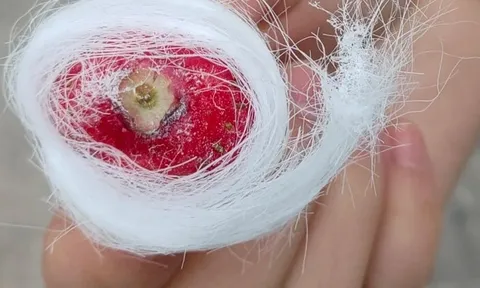 Ở vùng này có món kẹo tơ sen lạ lùng: Hóa ra lại là thức quà tuổi thơ lớn cùng bao người dân Việt!