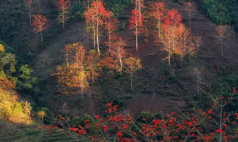 Hoa gạo 'thắp lửa' khắp núi rừng Tây Bắc