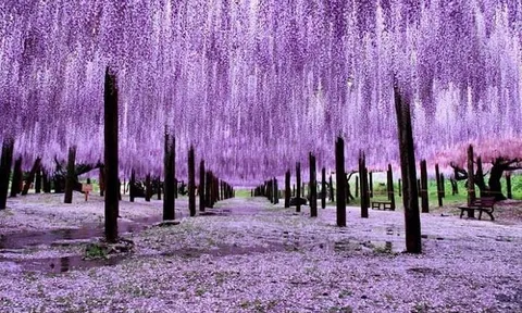 Bất chấp thị trường lên hay xuống, một cổ phiếu âm thầm tăng trần 15 phiên liên tiếp, thị giá nhân 3