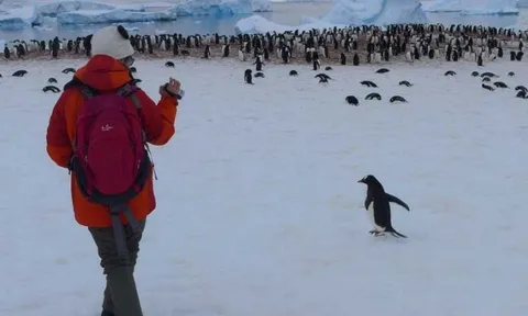 Dành dụm cả năm, chi 380 triệu đồng để du lịch Nam Cực, nữ du khách rơi vào "cơn ác mộng"
