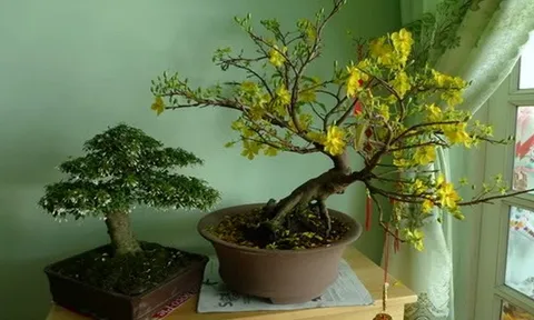 Cảnh báo đặc biệt tới các gia đình vẫn đang bày hoa từ Tết và ngày Rằm