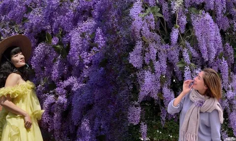 Không phải hoa sưa, cũng chẳng phải hoa ban trắng, tọa độ check in hoa mai xanh Thái đang được dân tình mê đắm