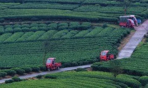 Lạc vào phiên chợ lạ kỳ nhất tháng 4: Hàng ngàn "chiếc lá sen" biết chạy trên phố để đổi chác lúc 1 giờ chiều