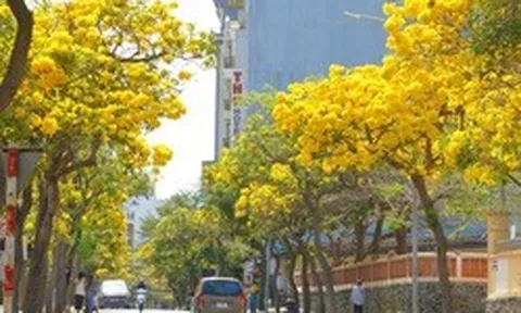 Hoa phong linh "nhuộm vàng" Vũng Tàu, du khách rộn ràng check-in