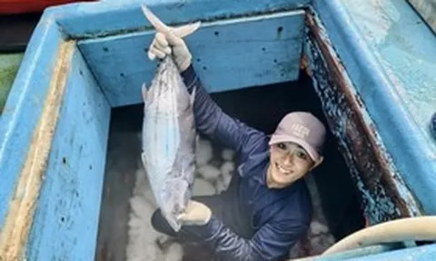 Cận cảnh hầm tàu đầy ắp cá ngừ đại dương sau chuyến biển bội thu