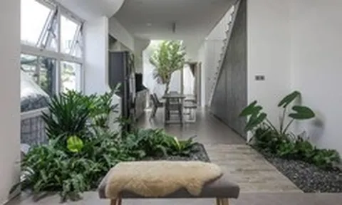 3 loại cây đừng đặt trong phòng khách: Ảnh hưởng tới tài lộc, vận khí