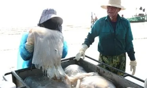 Săn "lộc biển", ngư dân bỏ túi vài triệu mỗi ngày