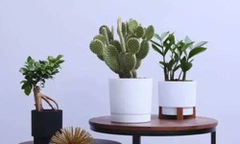 7 loại cây không bao giờ nên đặt gần cửa chính