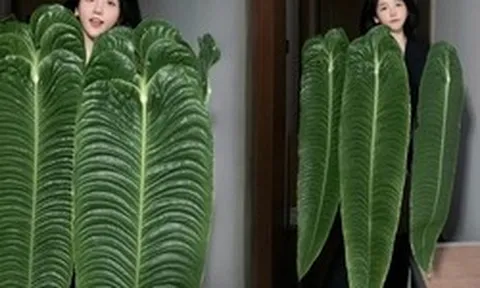 Không phải trầu bà hay kim tiền, đây mới là "vị vua" của góc ban công năm nay: Càng nuôi lá càng to, vân hằn cuồn cuộn đẹp ma mị