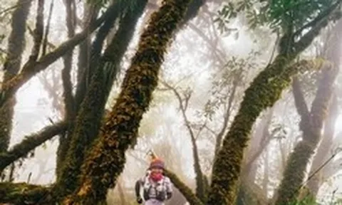 Mục sở thị khu rừng nguyên sinh 'độc nhất vô nhị' ở Sơn La