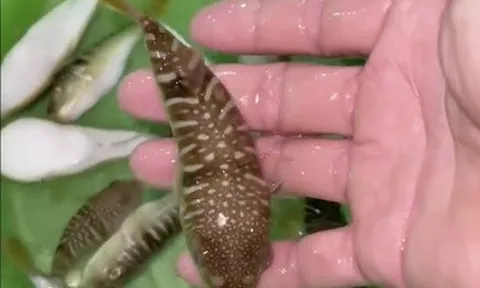 3 người nhập viện, Bộ Y tế khuyến cáo tuyệt đối không sử dụng cá nóc làm thực phẩm