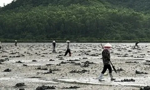 Lùng sục “vàng ròng” dưới bùn ở Quảng Ninh có giá 6 triệu/kg được dân địa phương gọi là “vị thần” của các món nước