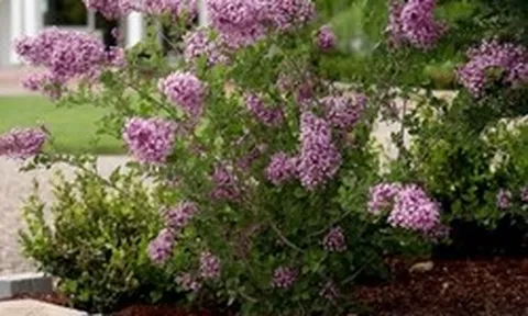 8 loại cây nở hoa thơm ngát suốt mùa hè, nên trồng ngay trong nhà