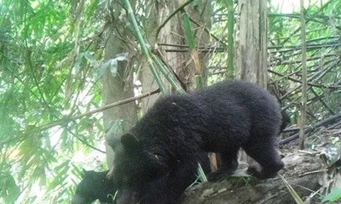 Gấu ngựa xuất hiện nhiều khu vực ở Pù Hu, hé lộ hệ sinh thái đa dạng hiếm có