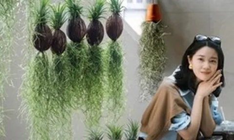 Thú chơi "cây không khí" giải nhiệt mùa hè: Không đất, không rễ vẫn sống xanh mướt, làm thoáng không gian nhà bạn!