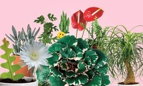 Trồng cây có thể mang lại hạnh phúc cho cả gia đình: Đây là 7 loại rất đáng để thử