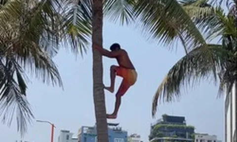 Khách Tây leo dừa thoăn thoắt ngay biển Đà Nẵng, kỹ năng khiến người Việt cũng phải chào thua