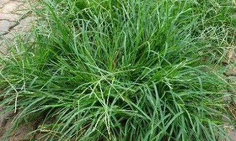 "Nước mát tự nhiên" từ loại cỏ dại giúp thanh nhiệt, lợi tiểu