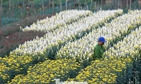 Miên man trên cánh đồng hoa sắp bung nở bên sông Hồng