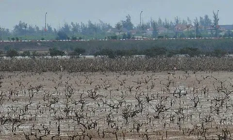 Rừng ngập mặn ở Hà Tĩnh chết bất thường: Đã có kết quả quan trắc môi trường nước