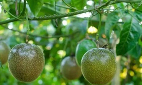 'Làm nông nghiệp' như thế nào thì không chịu thuế? Cục thuế trả lời