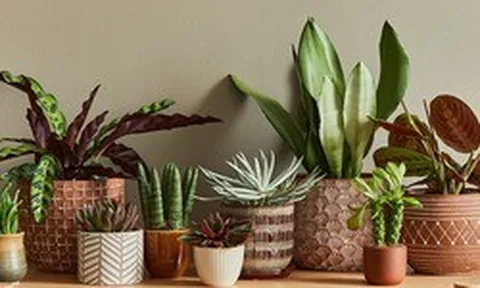 Trồng cây trong chậu "kỵ" nhất 7 sai lầm này - biết tránh thì cây xanh tốt quanh năm