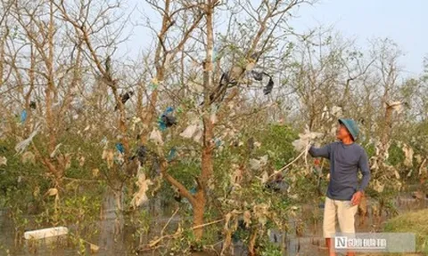 Cận cảnh cánh rừng bần nguyên sinh ngập ngụa trong lượng rác khổng lồ