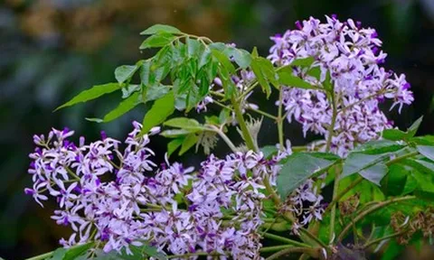 Loài hoa khi vào mùa khiến cơ thể dễ ốm yếu hơn