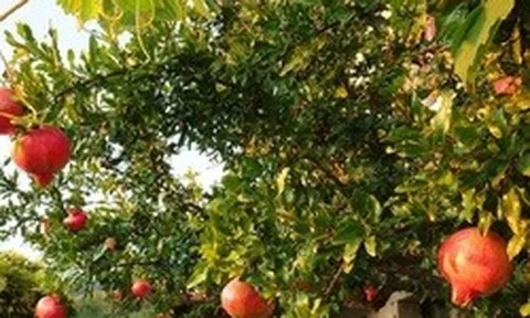 3 loại cây “hút” vượng khí, nên trồng trước nhà