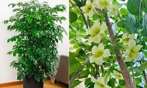 5 loại cây có tác dụng chữa lành nên trồng trong nhà để gia chủ luôn cảm thấy hạnh phúc, yêu đời