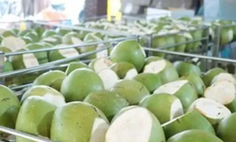 Dừa tươi tăng giá gấp 3 lần