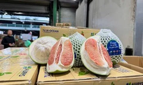 Tin vui: Lô bưởi tươi Việt Nam đầu tiên đã được thông quan vào thị trường Australia