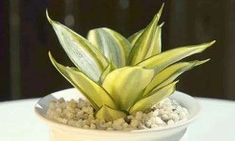 5 kiểu người hợp trồng cây lưỡi hổ nhất