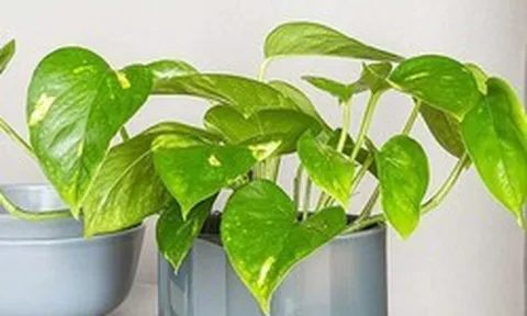 Gia đình trồng trầu bà cần lưu ý: Đặt sai vị trí cản tài lộc, hại sức khỏe